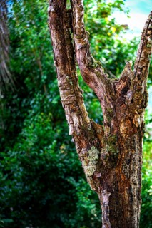 Large dead tree trunk in the rainforest covered in parasitic plants and mosses, Minas Gerais,