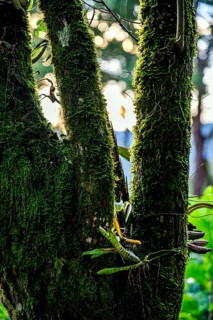 Large tree trunk in the rainforest with bromeliads sprouting and covered in moss and parasites,