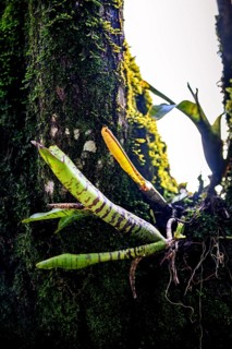 Bromeliads sprouting on a tree trunk in the rainforest, covered in moss and parasites, Minas