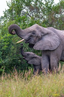 African elephant (Loxodonta africana) with young in the savanna, Kruger National Park, South Africa