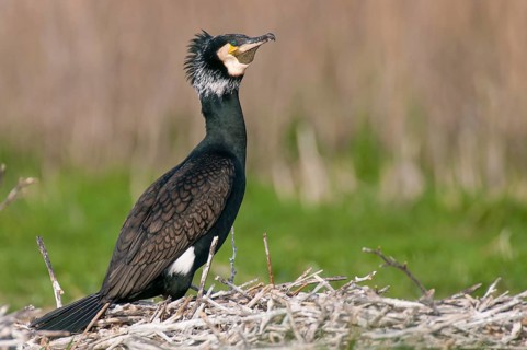 Cormorant (Phalacrocorax carbo) in the breeding colony, Stralsund, Mecklenburg-Western Pomerania,