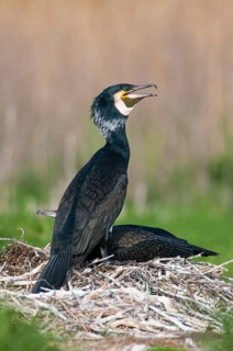 Cormorant (Phalacrocorax carbo) in the breeding colony, Stralsund, Mecklenburg-Western Pomerania,