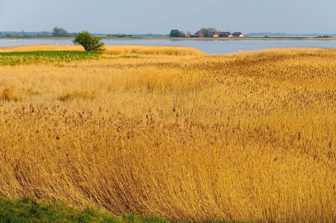 Lagoon landscape with reed belt on Rügen, Ummanz, Rügen, Mecklenburg-Western Pomerania, Germany