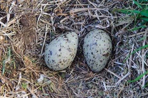 Clutch of herring gulls (Larus argentatus), Rügen, Mecklenburg-Western Pomerania, Germany