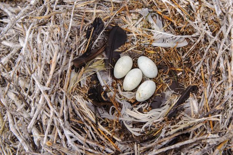 Nest of the Komroran (Phalacrocorax carbo) in a breeding colony, Stralsund, Mecklenburg-Western