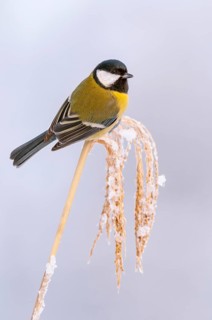 Great tit (Parus major) at the winter feeding site, Neuhaus im Solling, Holzminden, Lower Saxony,