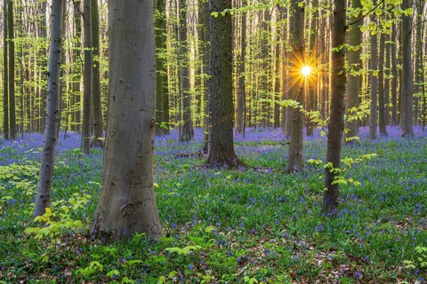 Beech forest with bluebells (Hyacinthoides) at sunrise in spring, forest, early bloomers,