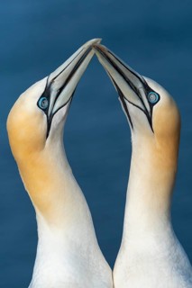 Courting gannet (Morus bassanus), portrait, Heligoland, Schleswig-Holstein, Germany