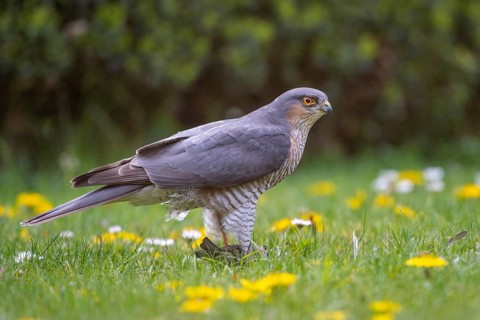 Sparrowhawk (Accipiter nisus) with prey, Vechta, Lower Saxony, Germany