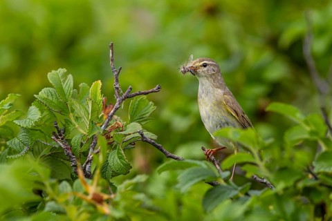Before the willow warbler (Phylloscopus trochilus) brings the food to the chicks, it secures them