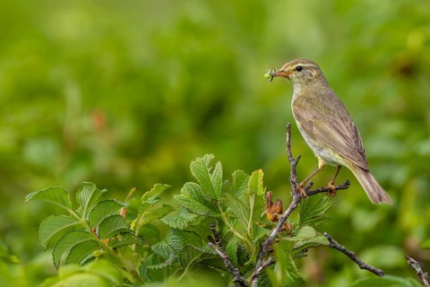 Willow Warbler (Phylloscopus trochilus) with food for the young birds in its beak, rearing young,