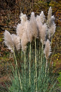 Pampas grass (Cortaderia selloana), Franconia, Bavaria, Germany