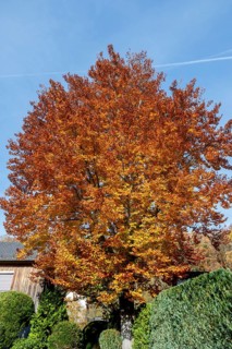 Beech (Fagus) in autumn colour, Franconia, Bavaria, Germany