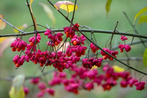 Common spindle bush (Euonymus europaeus), Bavaria, Germany
