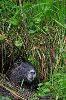 Nutria (Myocastor coypus) in a body of water, Osnabrück, Lower Saxony, Germany