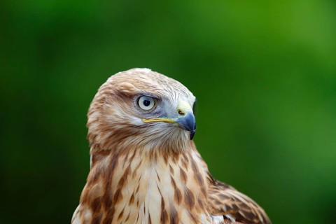 Eagle buzzard (Buteo rufinus), head portrait, Europe, captive