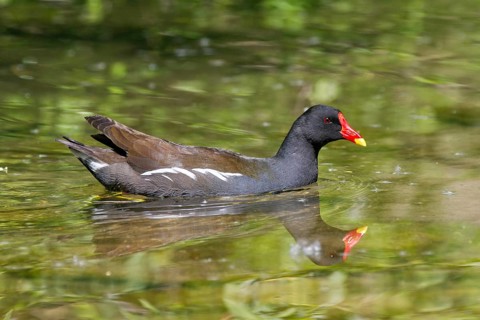 Moorhen (Gallinula chloropus), swimming, Upper Bavaria, Germany