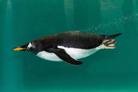 Gentoo penguin dives, (Pygoscelis papua), Antarctica, Zoo, captive