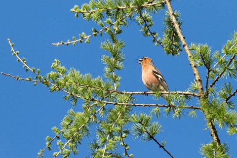 Chaffinch (Fringilla coelebs), male singing in larch, Upper Bavaria, Germany