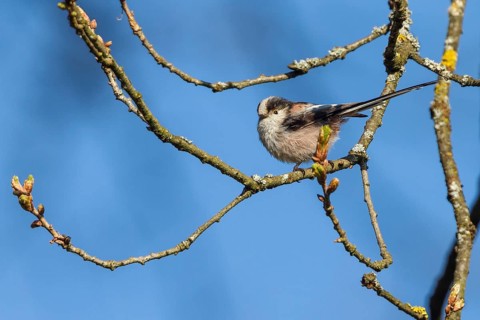 Long-tailed Tit (Aegithalos caudatus caudatus), Upper Bavaria, Germany