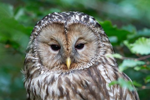 Ural owl (Strix uralensis), Bavarian Forest National Park, portrait, Bavaria, Germany, captive