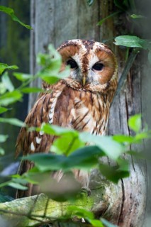 Tawny Owl (Strix aluco), Bavarian Forest National Park, Bavaria, Germany, captive