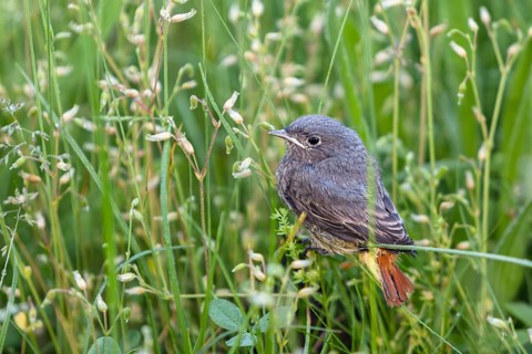 Black redstart (Phoenicurus ochruros) fledgling, Switzerland