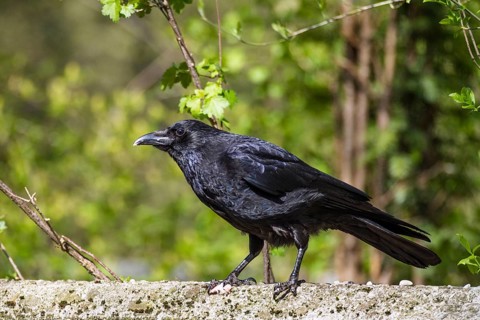 Raven crow (Corvus corone corone), carrion crow, Bavaria, Germany