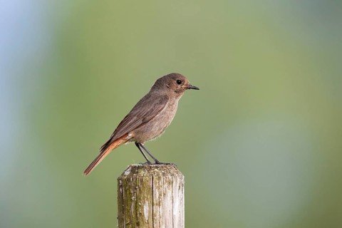 Black redstart (Phoenicurus ochruros) female sitting on a fence post, Upper Bavaria, Germany