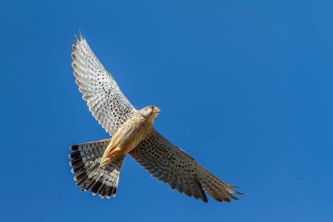 Kestrel (Falco tinnunculus), male in flight, Upper Bavaria, Germany