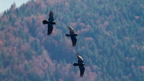 Raven (Corvus corax), flying in the mountains in front of mountain forest, Alps, Upper Bavaria,