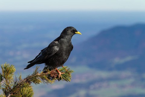 Alpine Chough (Pyrrhocorax graculus), sitting on mountain pine, Alps, Upper Bavaria, Germany /