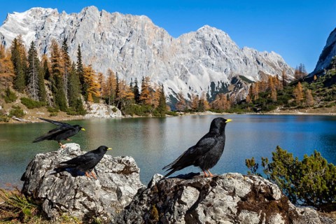 Alpine choughs (Pyrrhocorax graculus), at Lake Seebensee with Zugspitze and Wetterstein mountains,