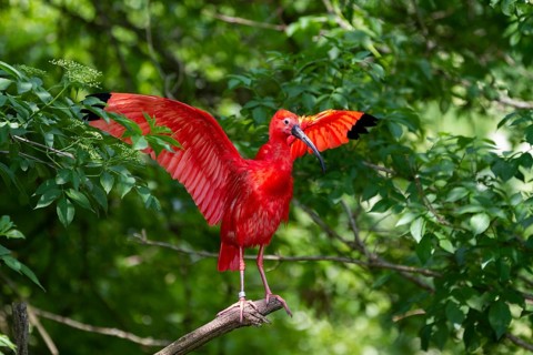 Scarlet Ibis (Eudocimus ruber), with spread wings, South America, Zoo, captive / Scarlet Ibis