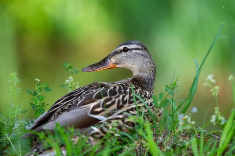 Mallard (Anas platyrhynchos), female sitting in the grass and looking around, Upper Bavaria,