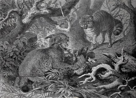 Lynx and wildcat fight over the hunting prey, Two cats fight in a forest surrounded by thick