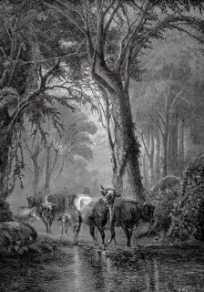 Cows at the watering pit, herd of cows is driven through the forest and stops at a river, 1880,