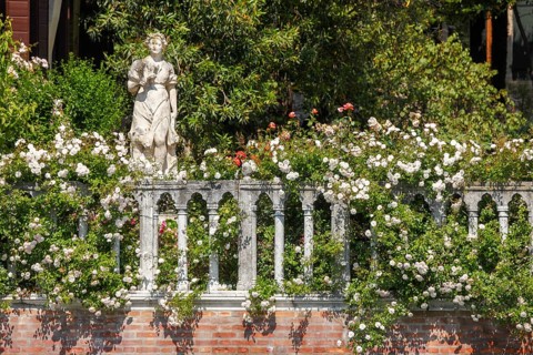 Rose flower and statue in the garden of Palazzo Malipiero, Venice, Veneto, Italy