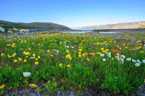 Vibrant flower field with yellow and white arctic poppies (Papaver radicatum) under a clear sky and
