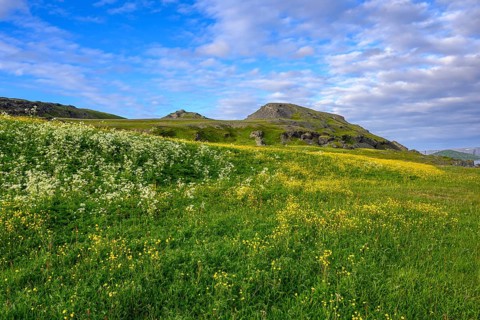 Blooming meadow with yellow and white flowers under blue sky, Veidnes, Kongsfjord, Finnmark, Norway