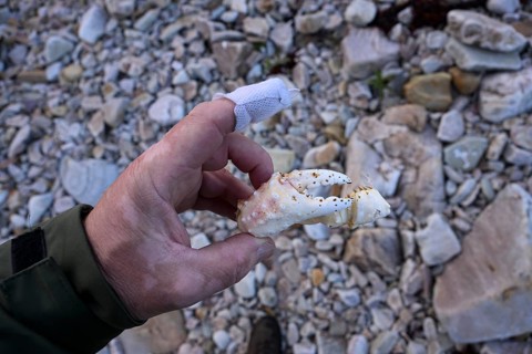 Hand holding crab bone of a king crab (Paralithodes camtschaticus) over rocky surface with taped