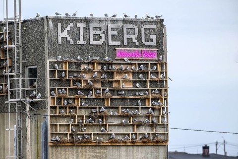 The gull hotel Kittiwake Hotel an artificial nesting site for kittiwakes (Rissa tridactyla) with