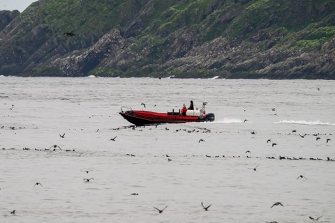A motorized boat, motorboat fixed. Inflatable hull boat sails along the rocky coast of the bird