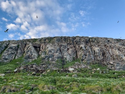 Steep bird rocks with green vegetation, clouds in blue sky, birds flying, Vardø, Finnmark, Norway