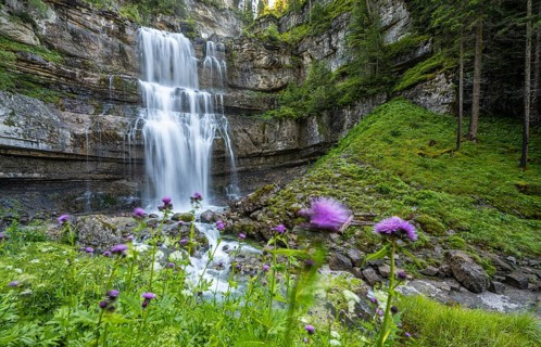 Flowers and Cascata di Mezzo waterfall, long exposure, Vallesinella, Brenta, Trentino, Italy