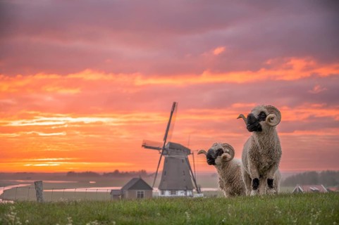 Blacknose sheep standing in front of a windmill at sunset with dramatic sky, De Bol, Texel, Noord