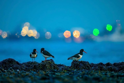 Some oystercatchers (Haematopus ostralegus) in the foreground in front of blurred lights at night