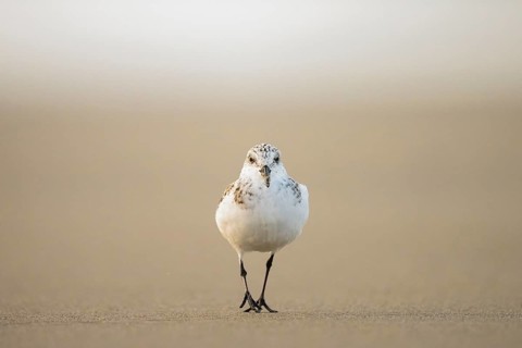 A sanderling (Calidris alba) looking for food on the beach in warm light, Den Hoorn, Noord-Holland,
