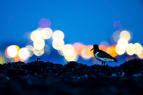 An oystercatcher (Haematopus ostralegus) in the foreground in front of blurred lights at night in