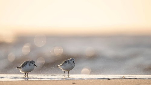Two sanderlings (Calidris alba) standing on the beach of the island of Texel, in sunlight with